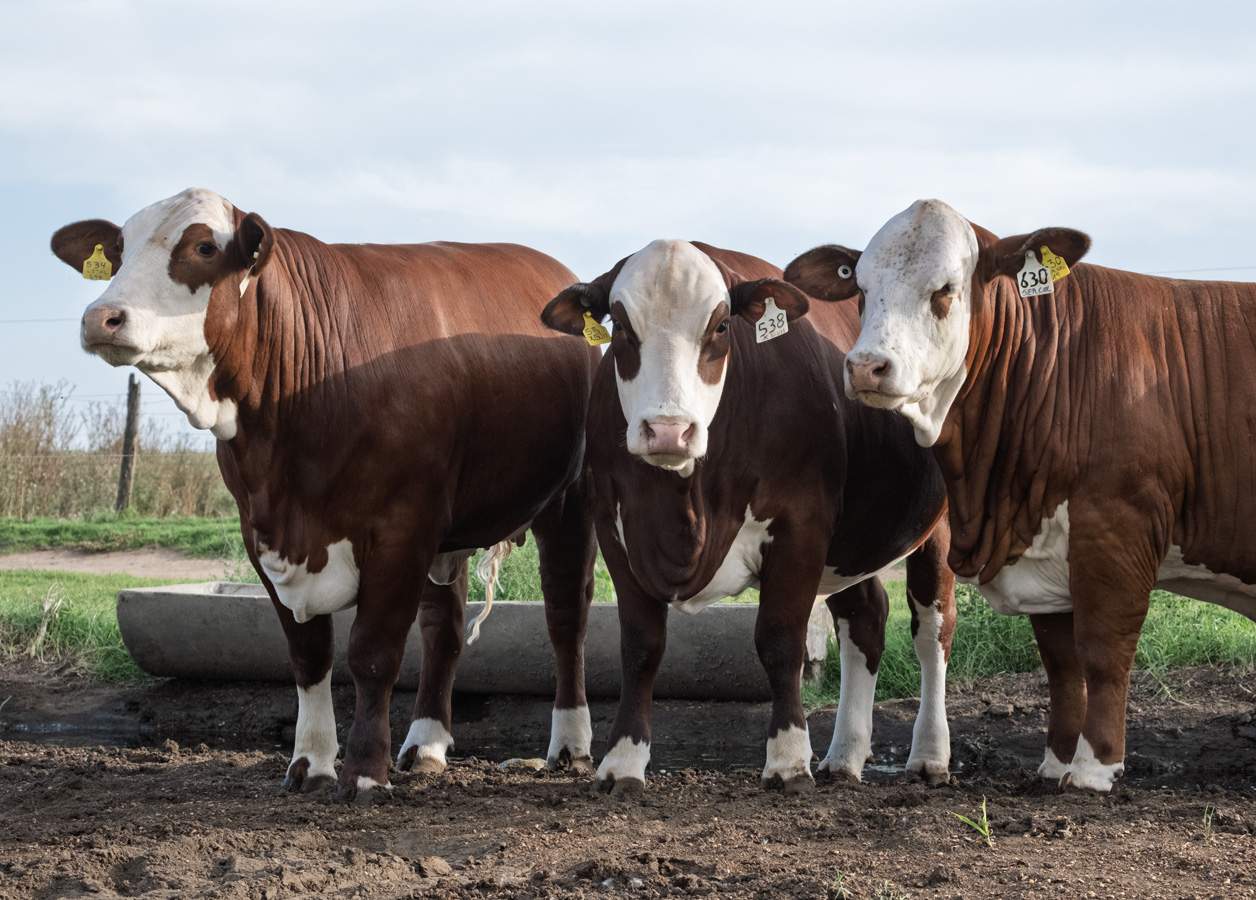 Cattle grazing in a golden field at sunset