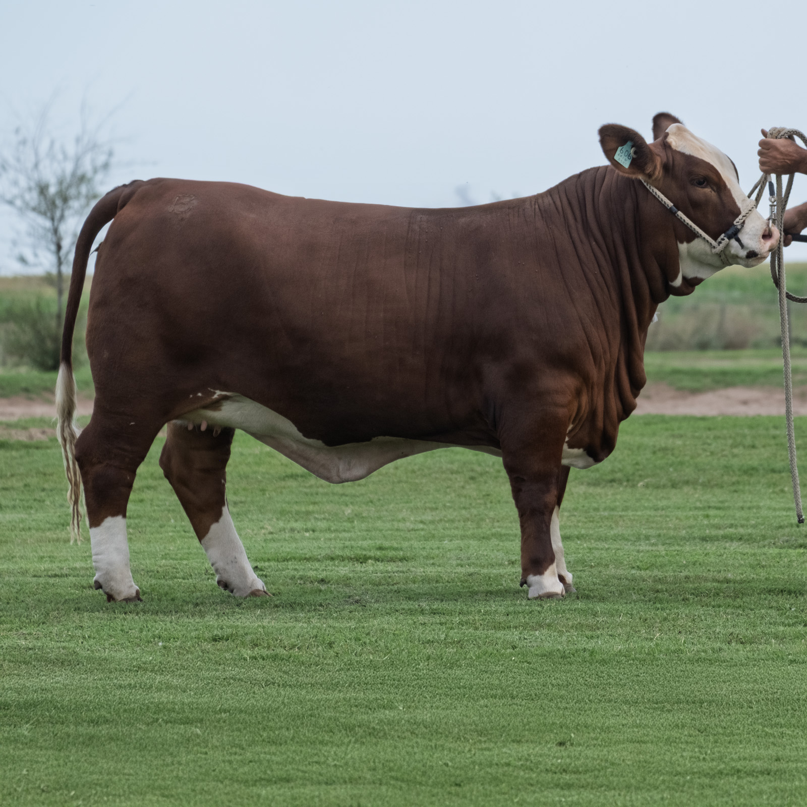 Detailed view of a prime bull
